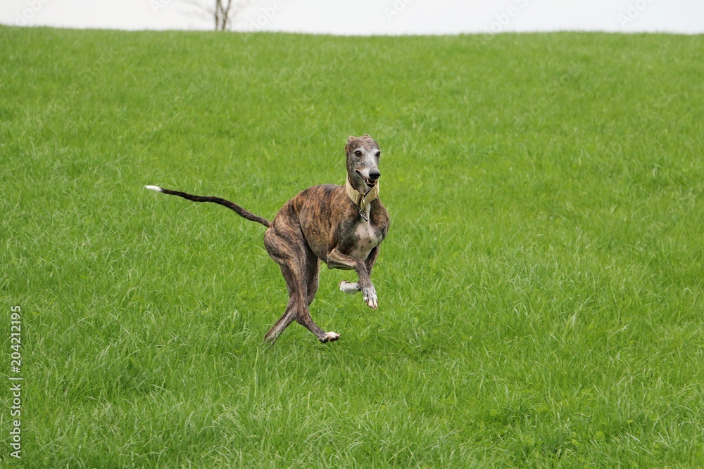 brindle galgo is running in the park