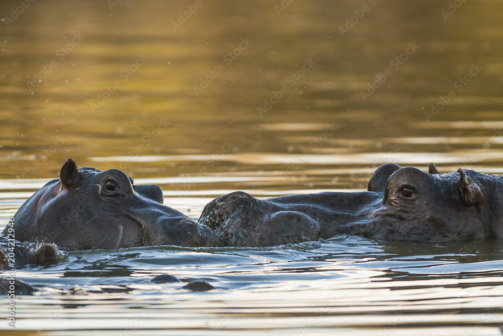 Fototapeta premium Hippopotamus, Kruger National Park, South Africa