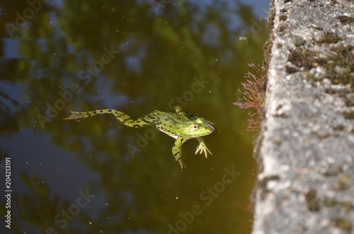 Frosch im Teich © Maria