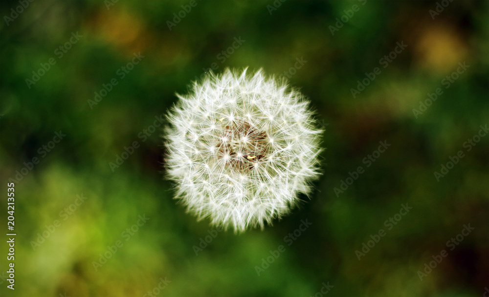 Fototapeta premium Spring dandelion