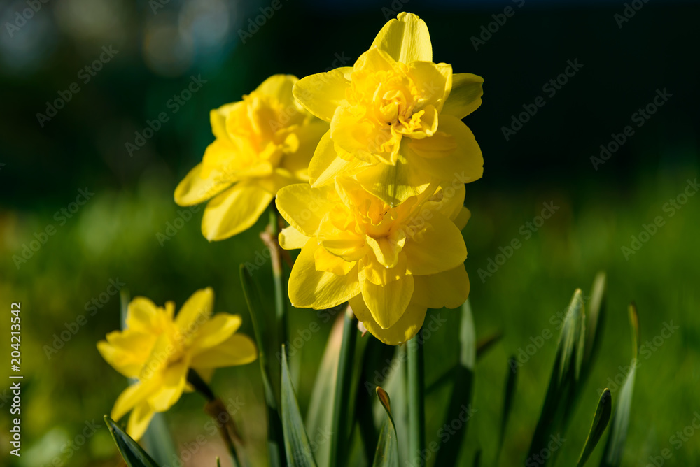 Yellow daffodils on a background of green grass Yellow daffodils on a background of green grass