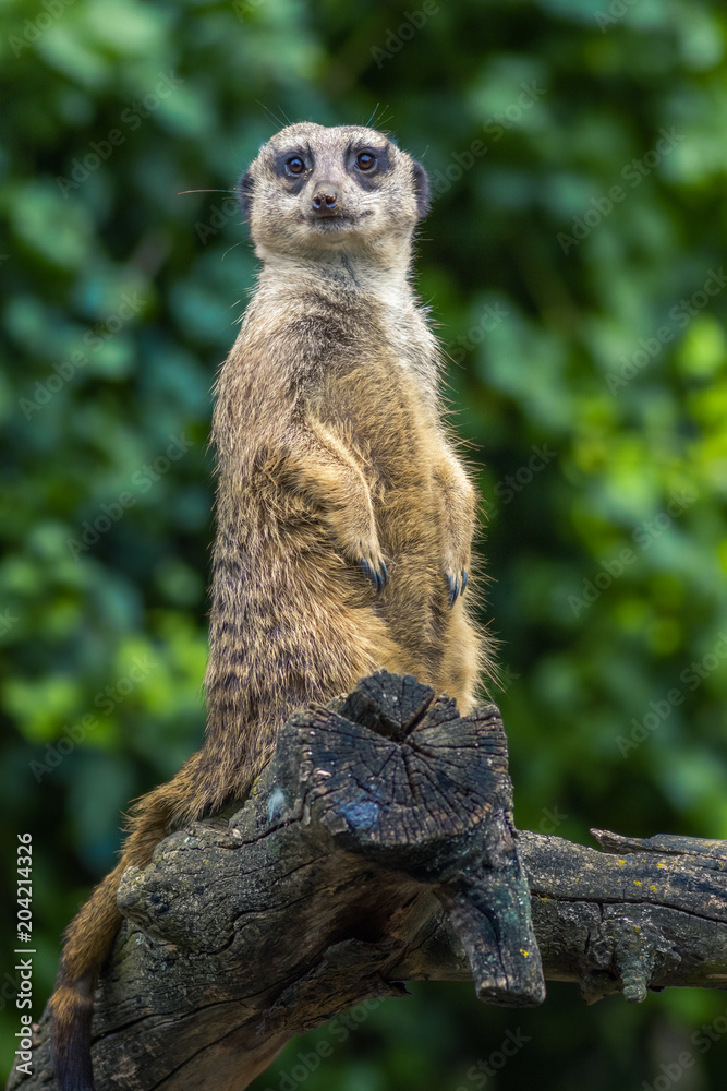 Meerkat Close Up Meerkat Close Up
