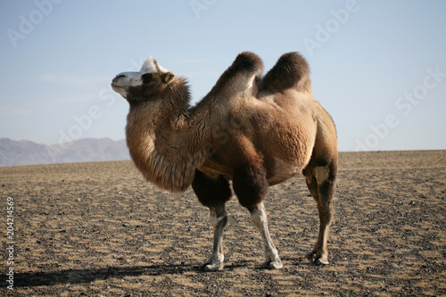 Photos Bactrian Camel