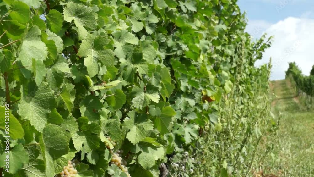 Bunches of Grapes Hanging in Vineyard. Rows of pinot noir grapes ready to be picked in vineyard at sunrise Bunches of Grapes Hanging in Vineyard. Rows of pinot noir grapes ready to be picked in vineyard at sunrise