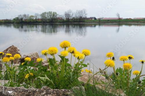 dandelions close-up against the river
