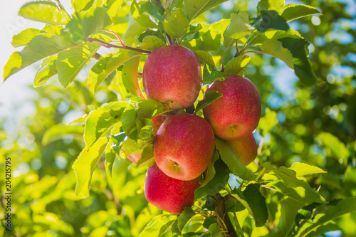 Apples