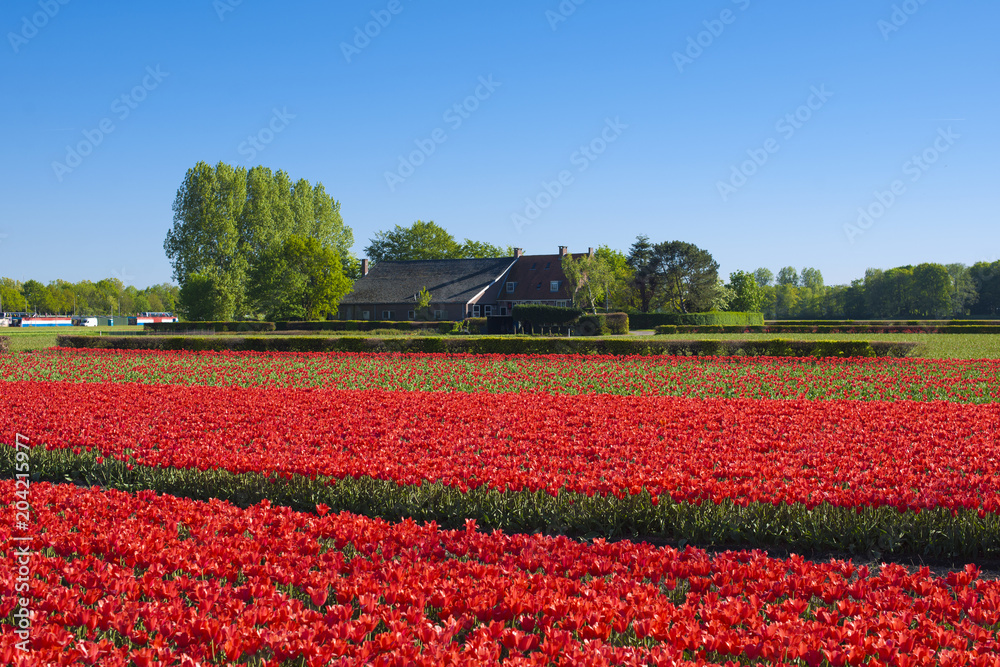 Field with tulips and a house. Red flowers and blue sky. The village in Holland. Spring