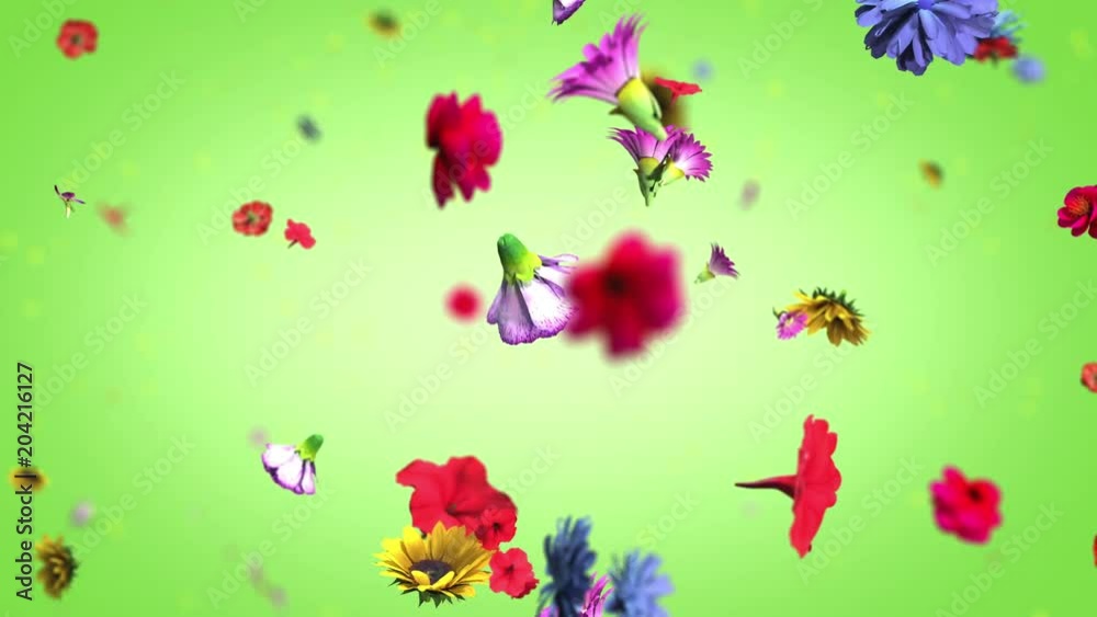 Colorful big flowers background in 4K