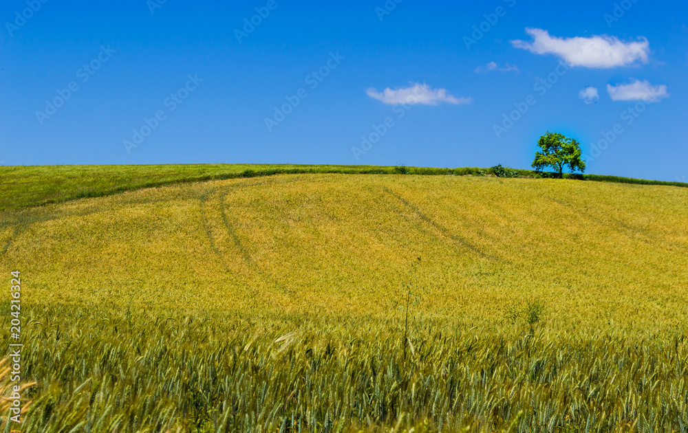 Landscape of a golden wheat field with vibrant colors and a lonely tree on the top of the hill. Crop field during a sunny day with clear sky in Spain.