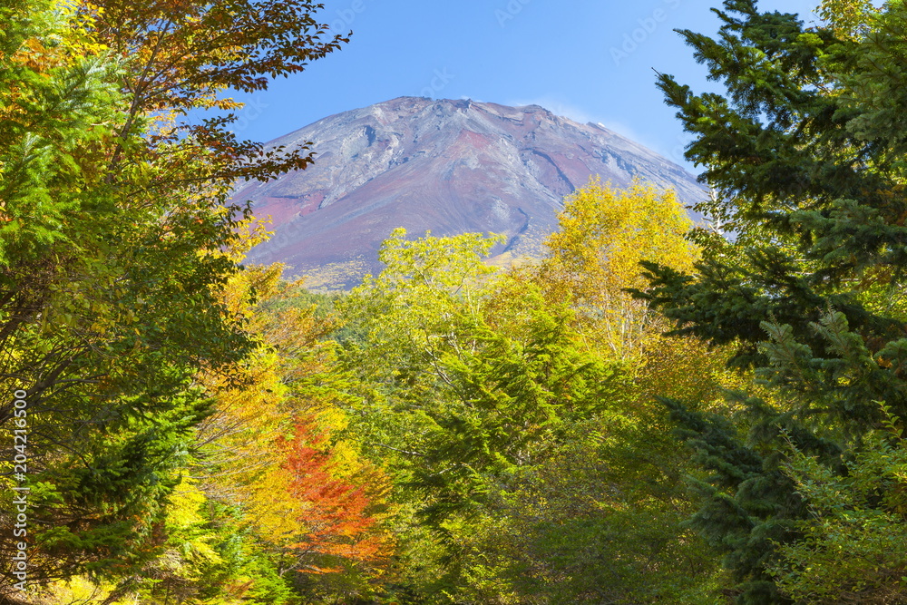 Fototapeta premium 富士山と紅葉、山梨県鳴沢村にて