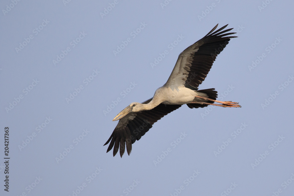 Image of an Asian openbill stork(Anastomus oscitans) flying in the sky. Bird, Wild Animals. Image of an Asian openbill stork(Anastomus oscitans) flying in the sky. Bird, Wild Animals.