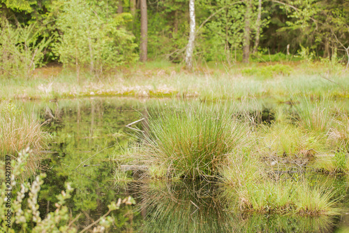 Impressions from the Moorpark in Bad Feilnbach, Bavaria photo