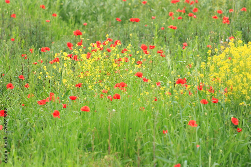 Poppies on meadow 