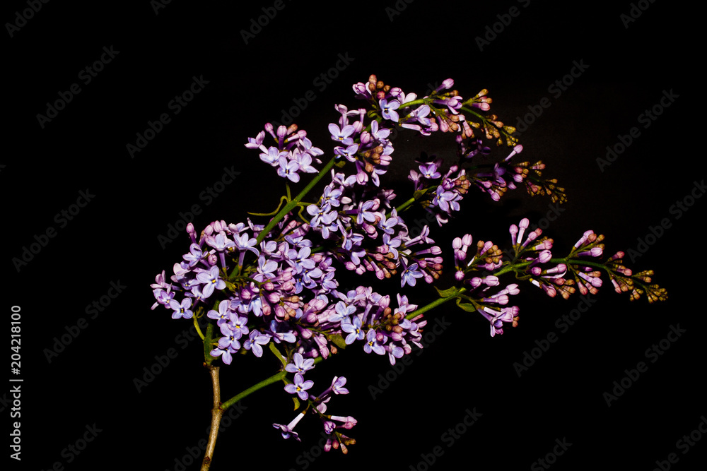 lilac isolated on a black background