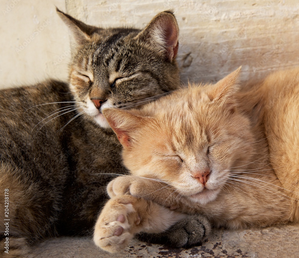 wo cats, brown and yellow, sleeping near each together on sunny day. Valletta, malta, Barraka garden. Maltese cats. Cat relaxing outside. Love