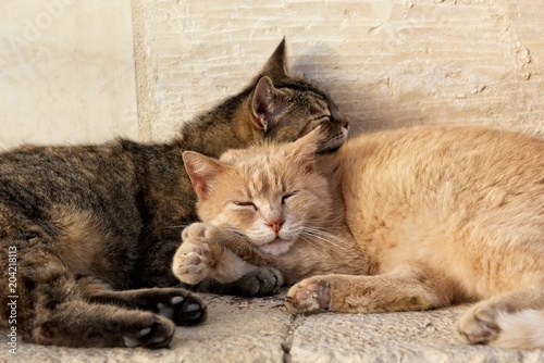 wo cats, brown and yellow, sleeping near each together on sunny day. Valletta, malta, Barraka garden. Maltese cats. Cat relaxing outside. Love photo