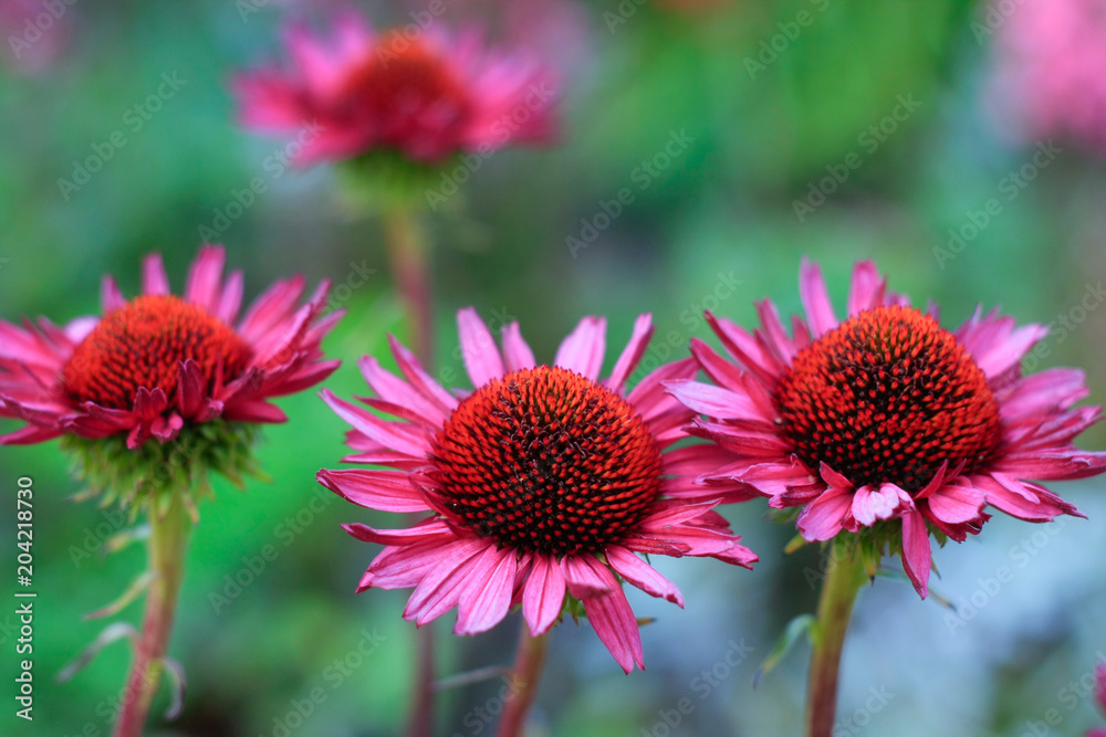 Echinacea purpurea