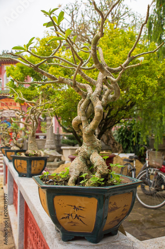 A plant in the grounds of the Phuoc Kien (or Fukian, Fujian or Phuc Kien) Assembly Hall built in 1697 by Chinese merchants in the historic UNESCO listed central Vietnamese town of Hoi An
 photo