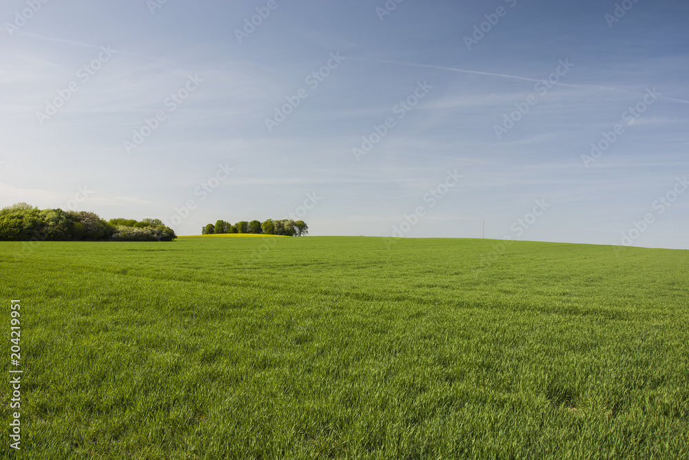 Big green meadow, copse and blue sky