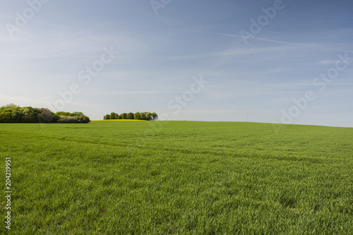 Big green meadow  copse and blue sky