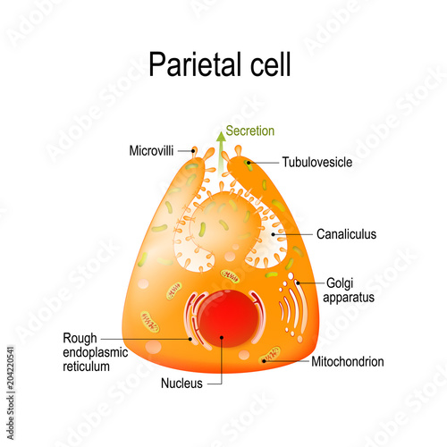 Structure of a parietal (oxyntic or delomorphous) cell photo
