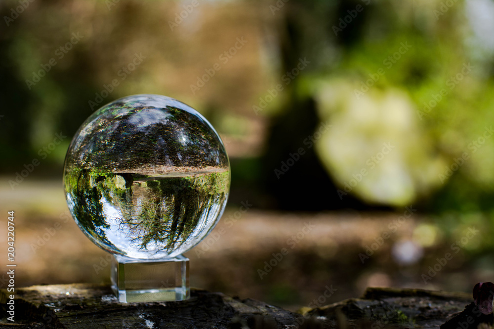 Crystal Forest Crystal Forest