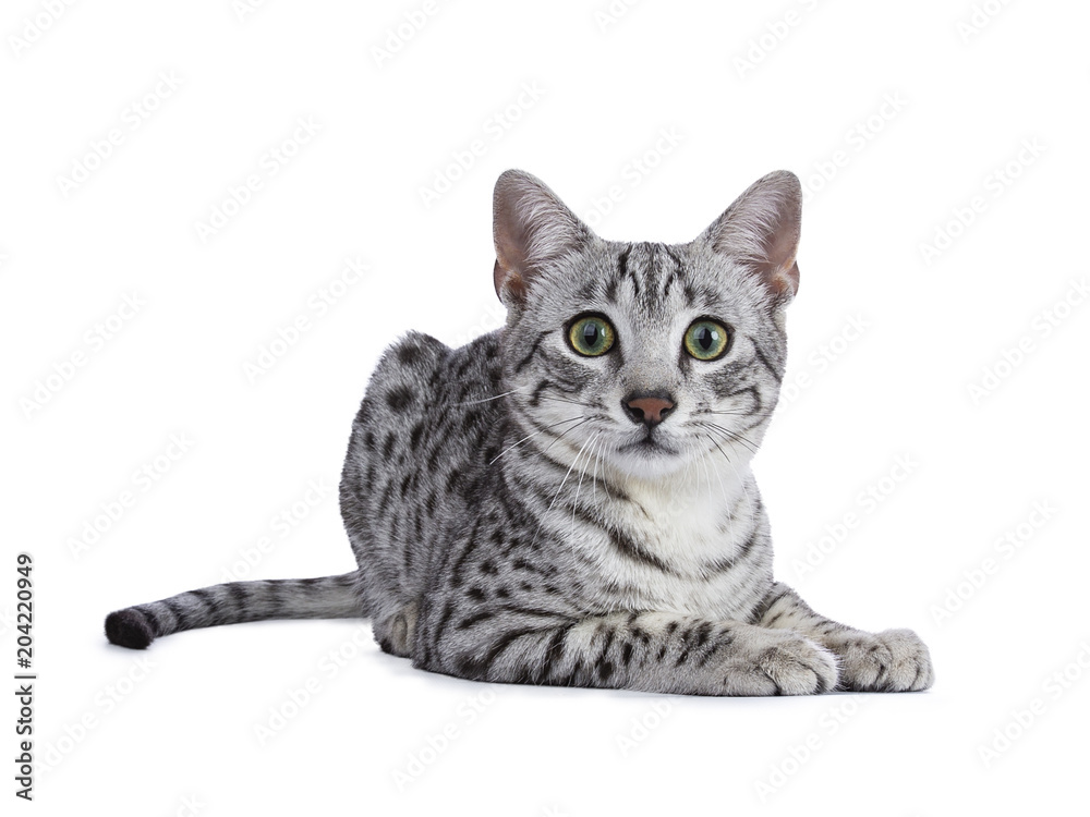 Handsome green eyed silver spotted Egyptian Mau cat kitten laying down isolated on white background looking straight at Stock-foto | Adobe Stock