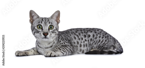 Obraz na płótnie Cute silver spotted Egyptian Mau cat kitten laying down isolated on white backgr