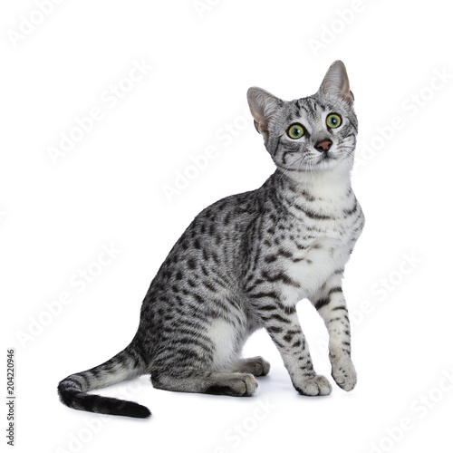 Cute silver spotted Egyptian Mau cat kitten sitting with one paw in the air isolated on white background and looking above camera