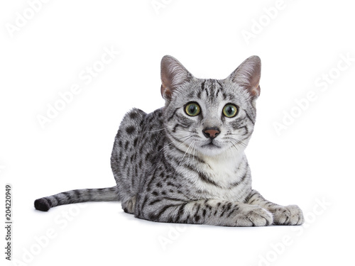 Foto Handsome green eyed silver spotted Egyptian Mau cat kitten laying down isolated