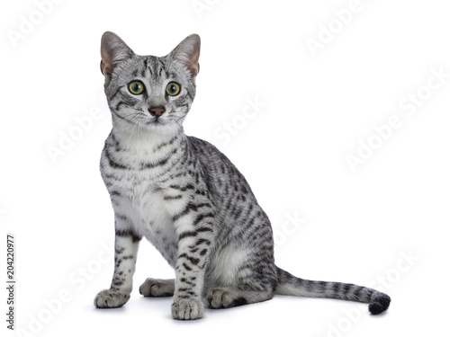 Obraz na płótnie Cute silver spotted Egyptian Mau cat kitten sitting straight up isolated on whit