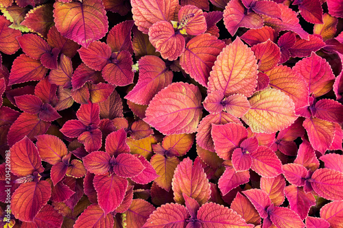 Colorful coleus plants. Lavish carpet of red outdoor plants.