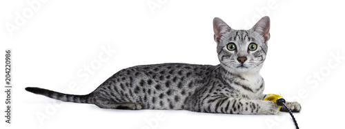 Fotografia Cute silver spotted Egyptian Mau cat kitten Laying down side ways with yellow fe