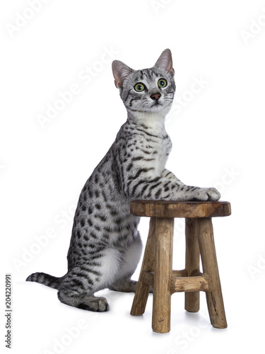 Cute silver spotted Egyptian Mau cat kitten sitting with front pawson a little wooden stool isolated on white background and looking up photo