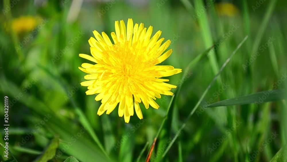 Taraxacum, dandelion, flowers, spring Taraxacum, dandelion, flowers, spring
