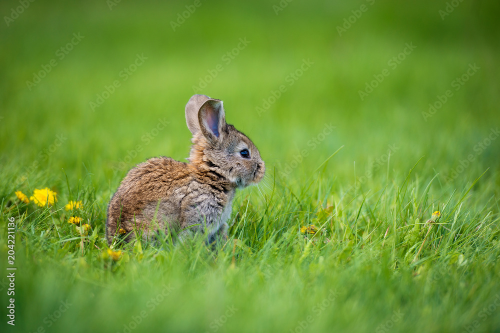 Cute rabbit with flower dandelion sitting in grass. Animal nature habitat, life in meadow. European rabbit or common rabbit. Cute rabbit with flower dandelion sitting in grass. Animal nature habitat, life in meadow. European rabbit or common rabbit.
