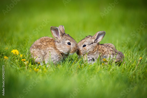 Cute two little hare sitting in the grass. Picturesque habitat  life in the meadow.