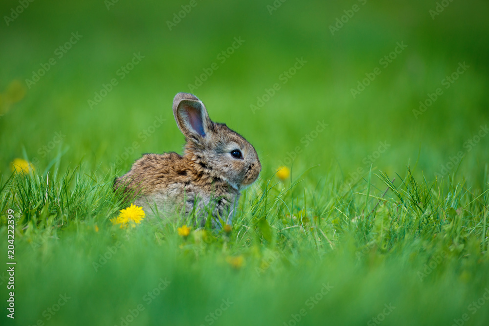 Obraz premium Cute rabbit with flower dandelion sitting in grass. Animal nature habitat, life in meadow. European rabbit or common rabbit.