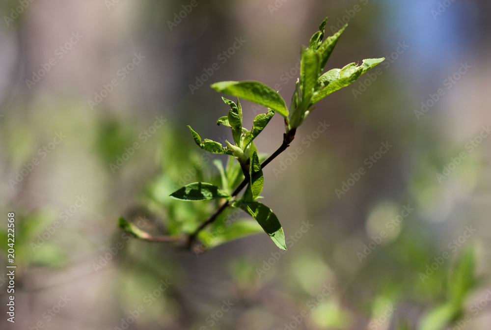 blossoming young leaves of trees blossoming young leaves of trees