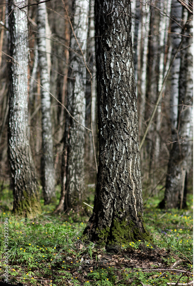 birch trees in the forest in may birch trees in the forest in may