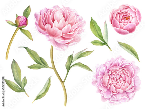 Naklejka na ścianę Kolekcja ręcznie malowanych elementów kwiatowych. Akwarela ilustracja botaniczna piwonii, pąki i liście.