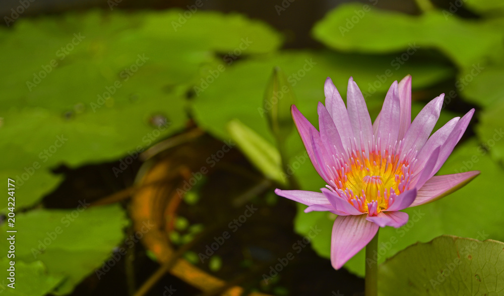 A pink water lotus in a pond in the grounds of Minh Huong in Hoi An, Vietnam
A pink water lotus in a pond in the grounds of Minh Huong in Hoi An, Vietnam