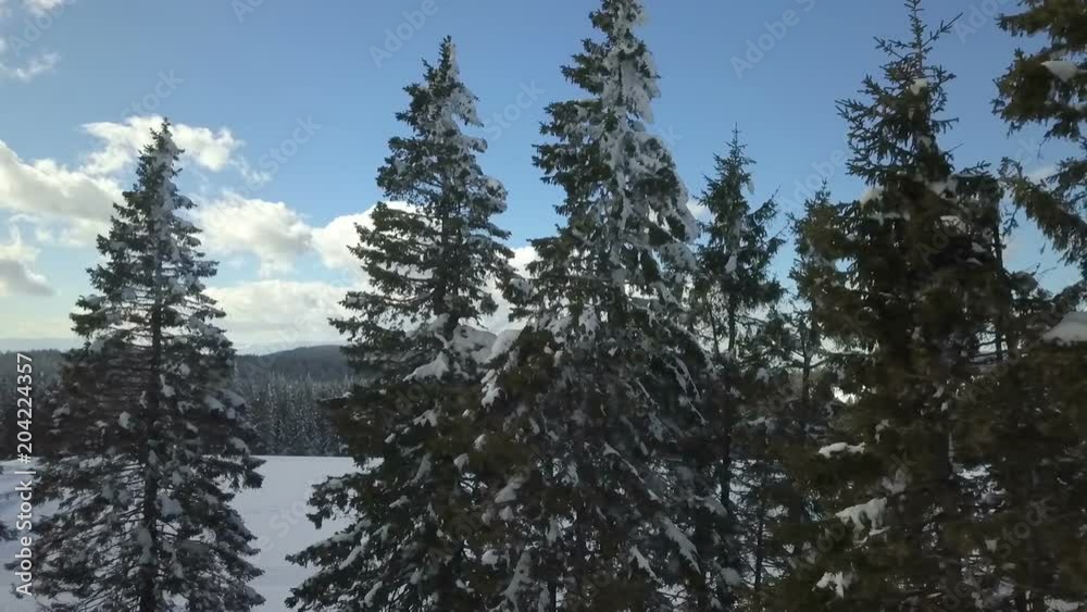 There are many spruce trees around and there is a lot of snow everywhere around.