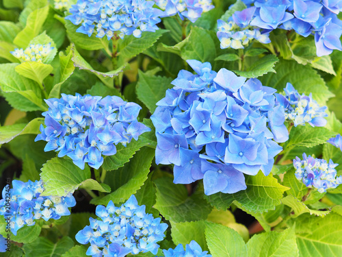 Inflorescences of hydrangea macrophylla (Nikko Blue). Blue floral hortensia background