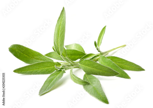 fresh herb, fresh sage isolated on white © Amy Lv