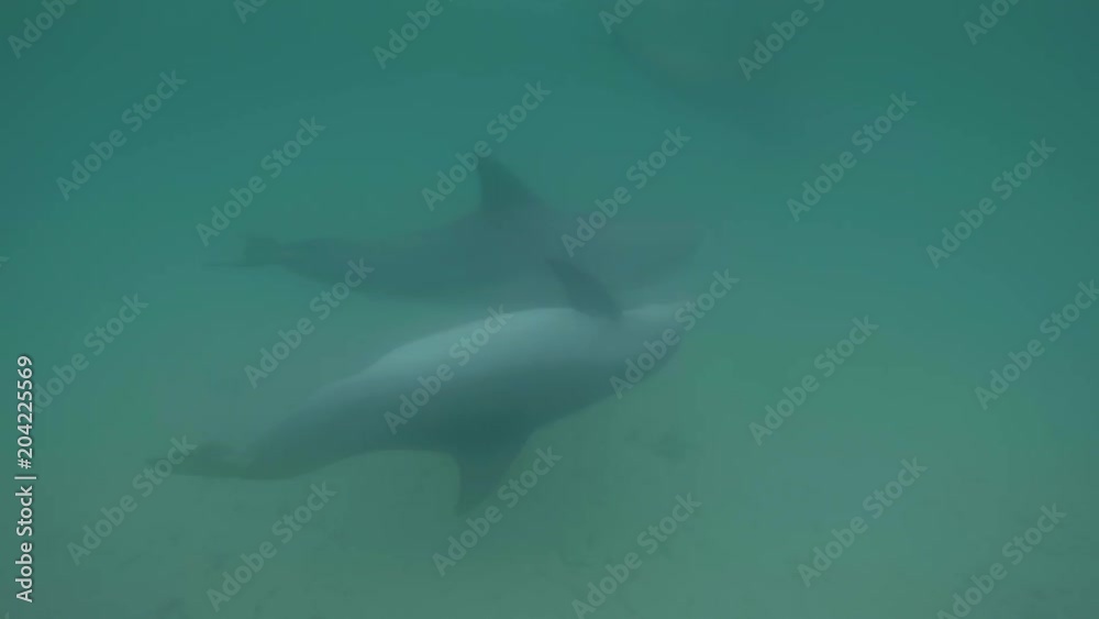 A slow motion shot of dolphins underwater while they swim freely in the ocean. A slow motion shot of dolphins underwater while they swim freely in the ocean.