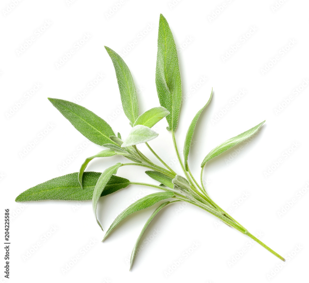 fresh herb, fresh sage isolated on white fresh herb, fresh sage isolated on white