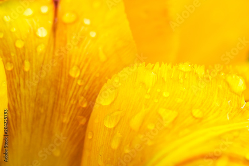 Petals of a yellow tulip with drops of morning dew - closeup