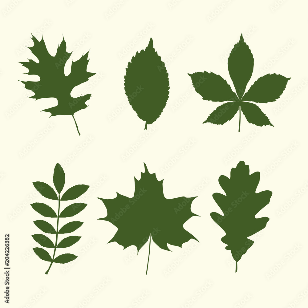 different types of tree leaves