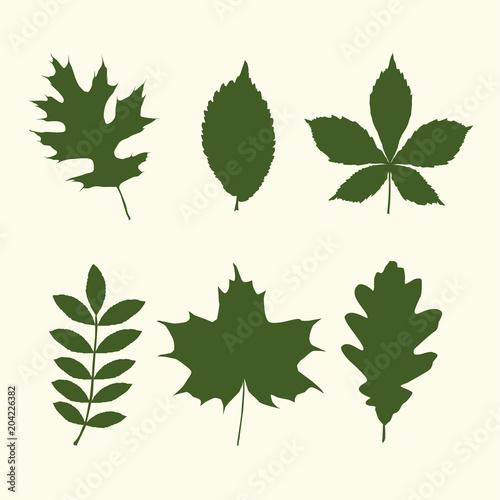 Different tree leaves shapes photo